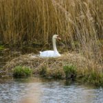 Lentevaartocht over de Nieuwkoopse Plassen