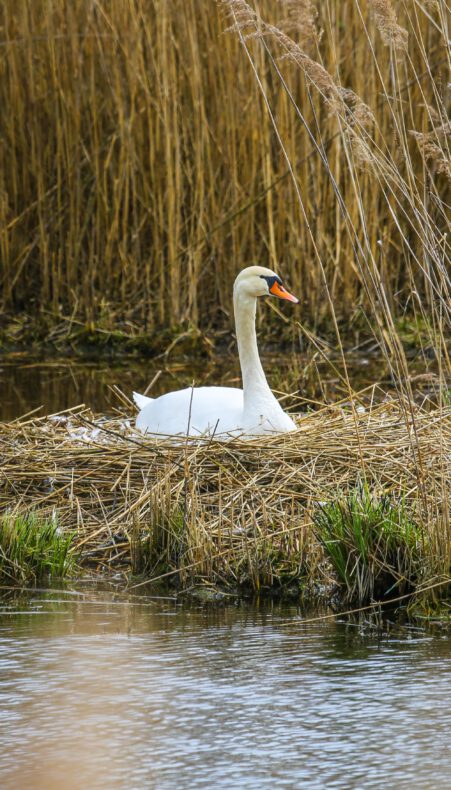 Lentevaartocht over de Nieuwkoopse Plassen