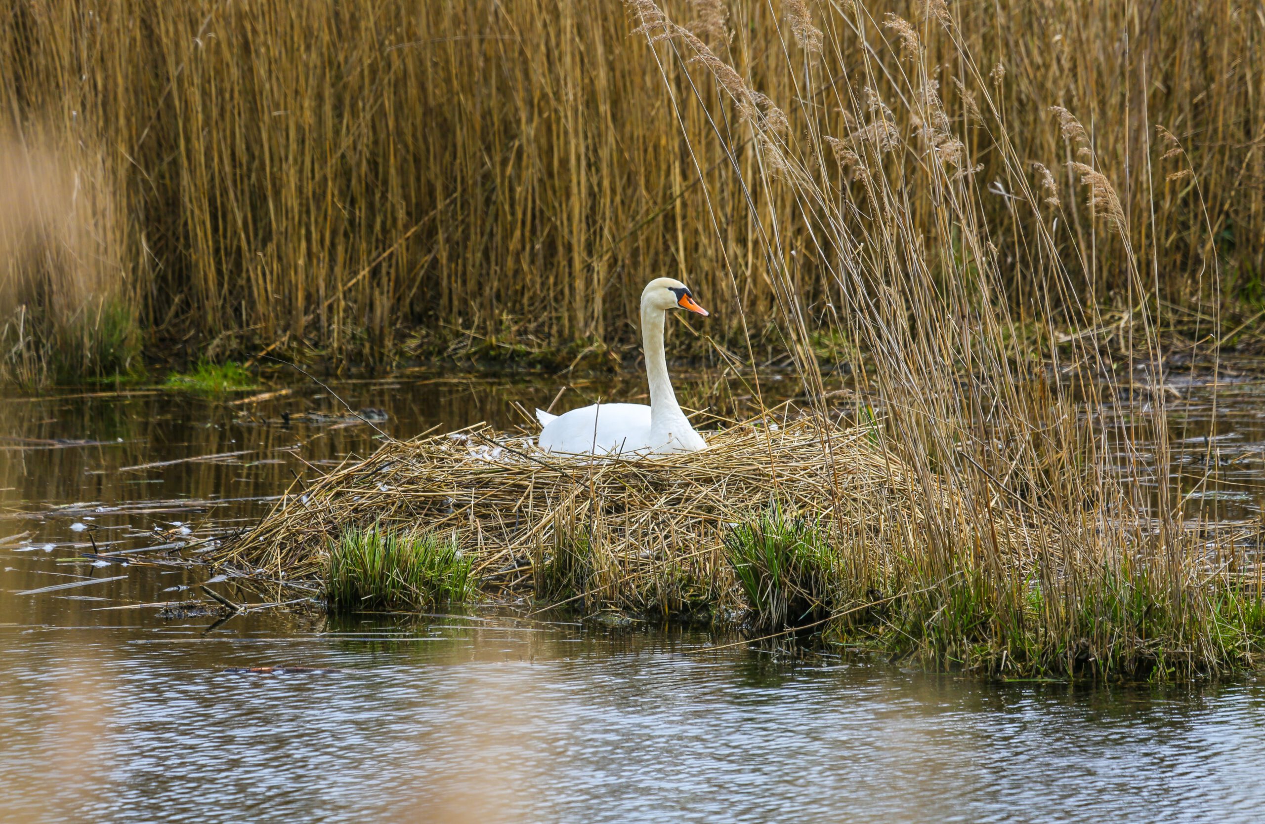 Lentevaartocht over de Nieuwkoopse Plassen