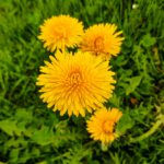 Ontdek de kracht van de paardenbloem