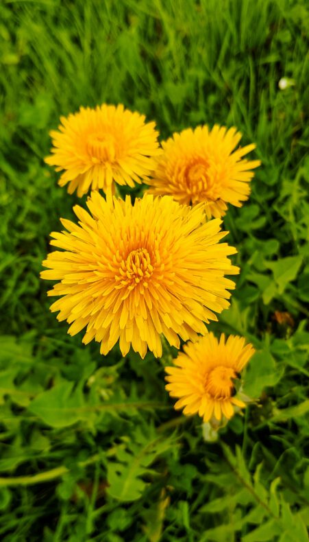 Ontdek de kracht van de paardenbloem