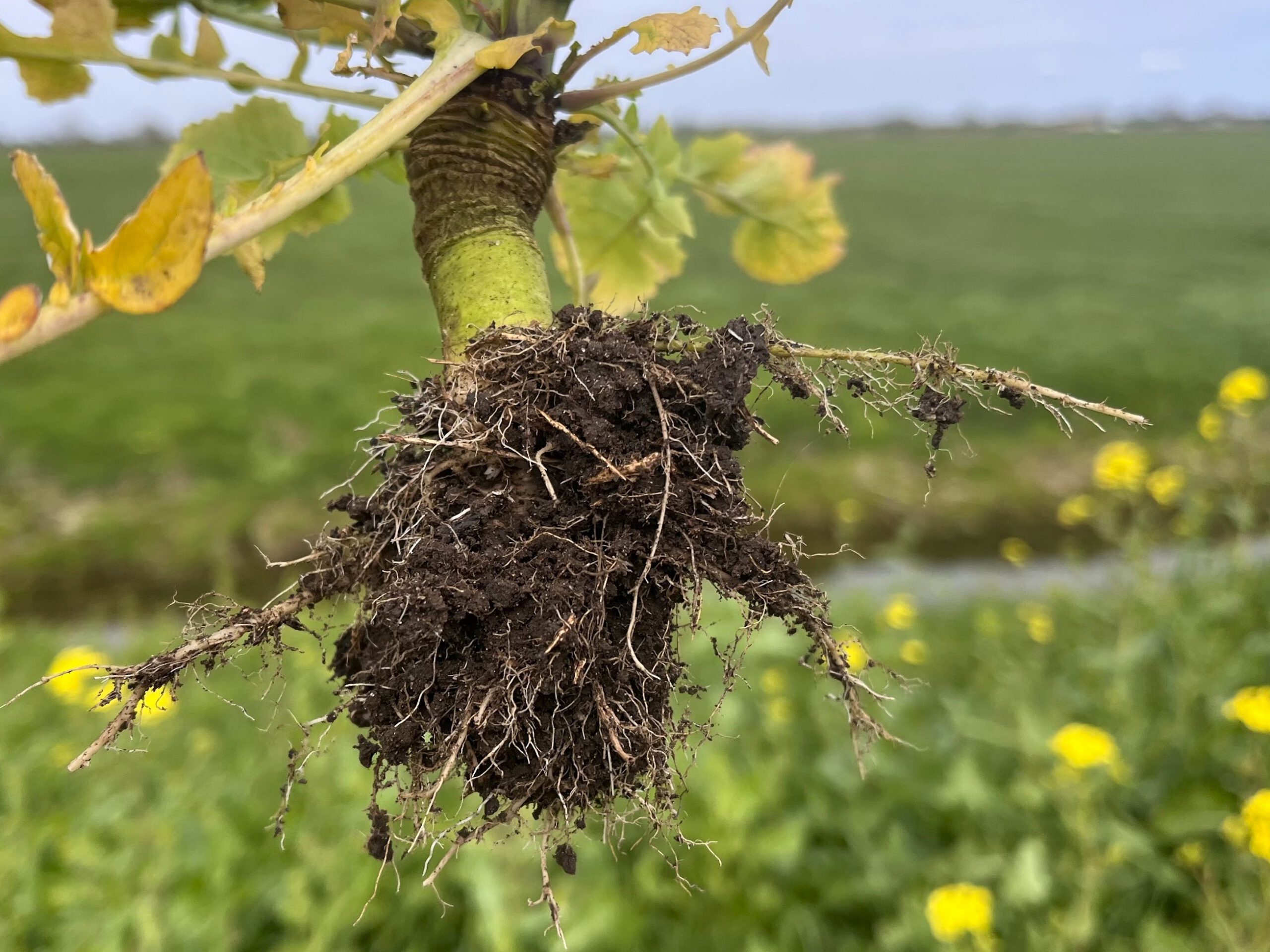 Lezing Land van Ons: samen werken aan natuurherstel
