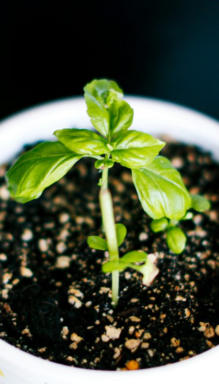 Lentemarkt Haastrecht