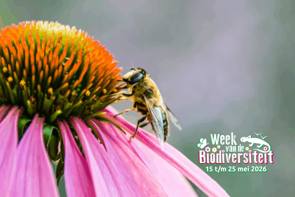 Waarom biodiversiteit juist nú belangrijk is