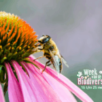 Waarom biodiversiteit juist nú belangrijk is