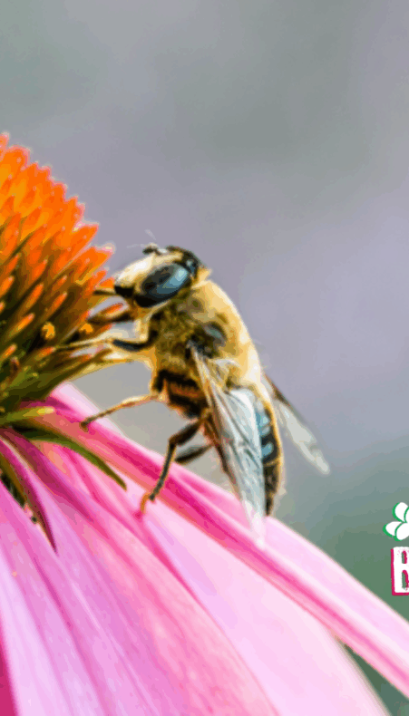 Waarom biodiversiteit juist nú belangrijk is