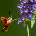 Natuurcafé in Gouda: ontdek burgerwetenschap en biodiversiteit
