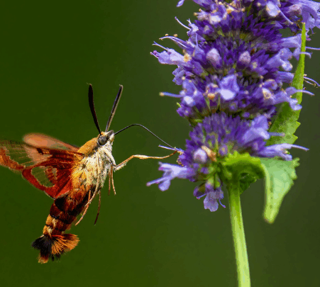 Natuurcafé in Gouda: ontdek burgerwetenschap en biodiversiteit
