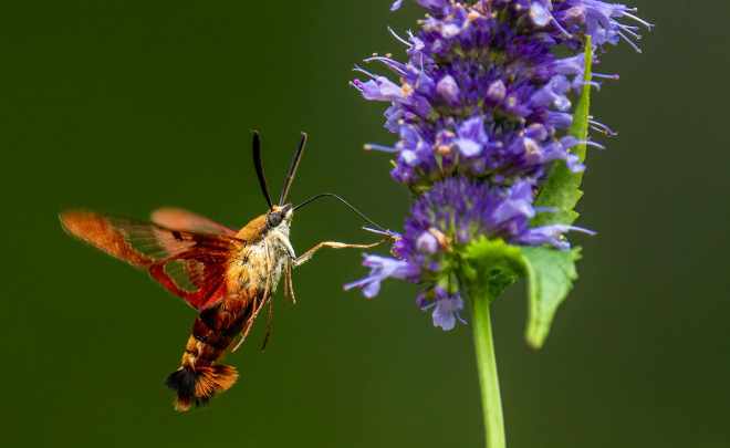 Natuurcafé in Gouda: ontdek burgerwetenschap en biodiversiteit