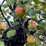 Hortus Populus start oogstseizoen, kom kijken, meehelpen, proeven en genieten.