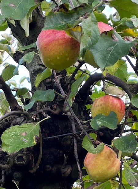 Hortus Populus start oogstseizoen, kom kijken, meehelpen, proeven en genieten.