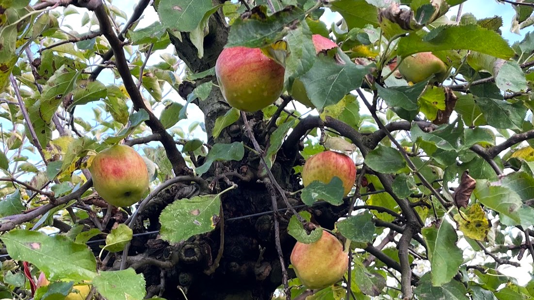 Hortus Populus start oogstseizoen, kom kijken, meehelpen, proeven en genieten.