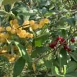 Zomer-rondleiding Velics Voedselbos