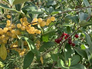 Zomer-rondleiding Velics Voedselbos