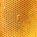 Landelijke Open Imkerijendag—Linschoten Natuurlijk