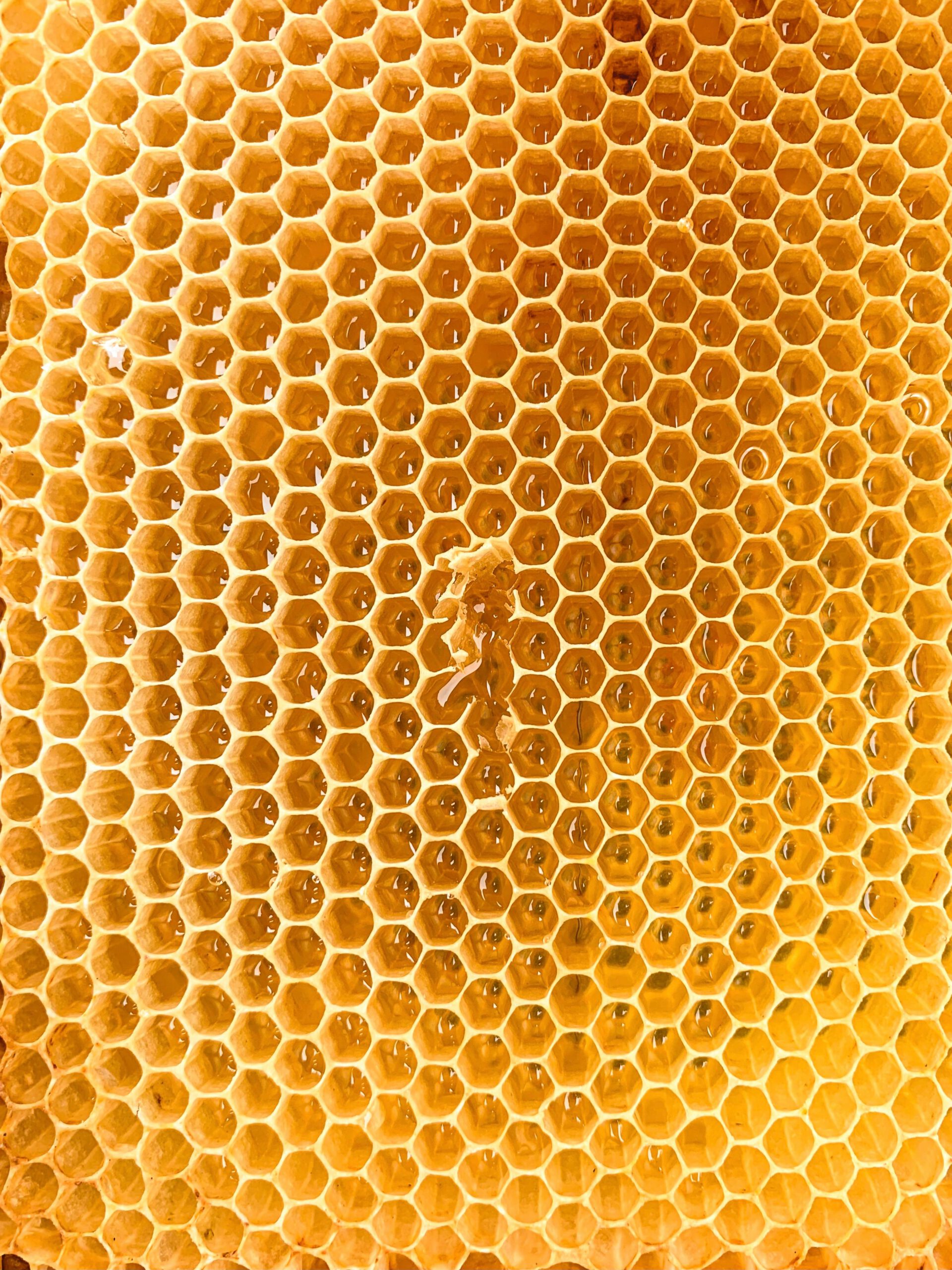 Landelijke Open Imkerijendag—Linschoten Natuurlijk