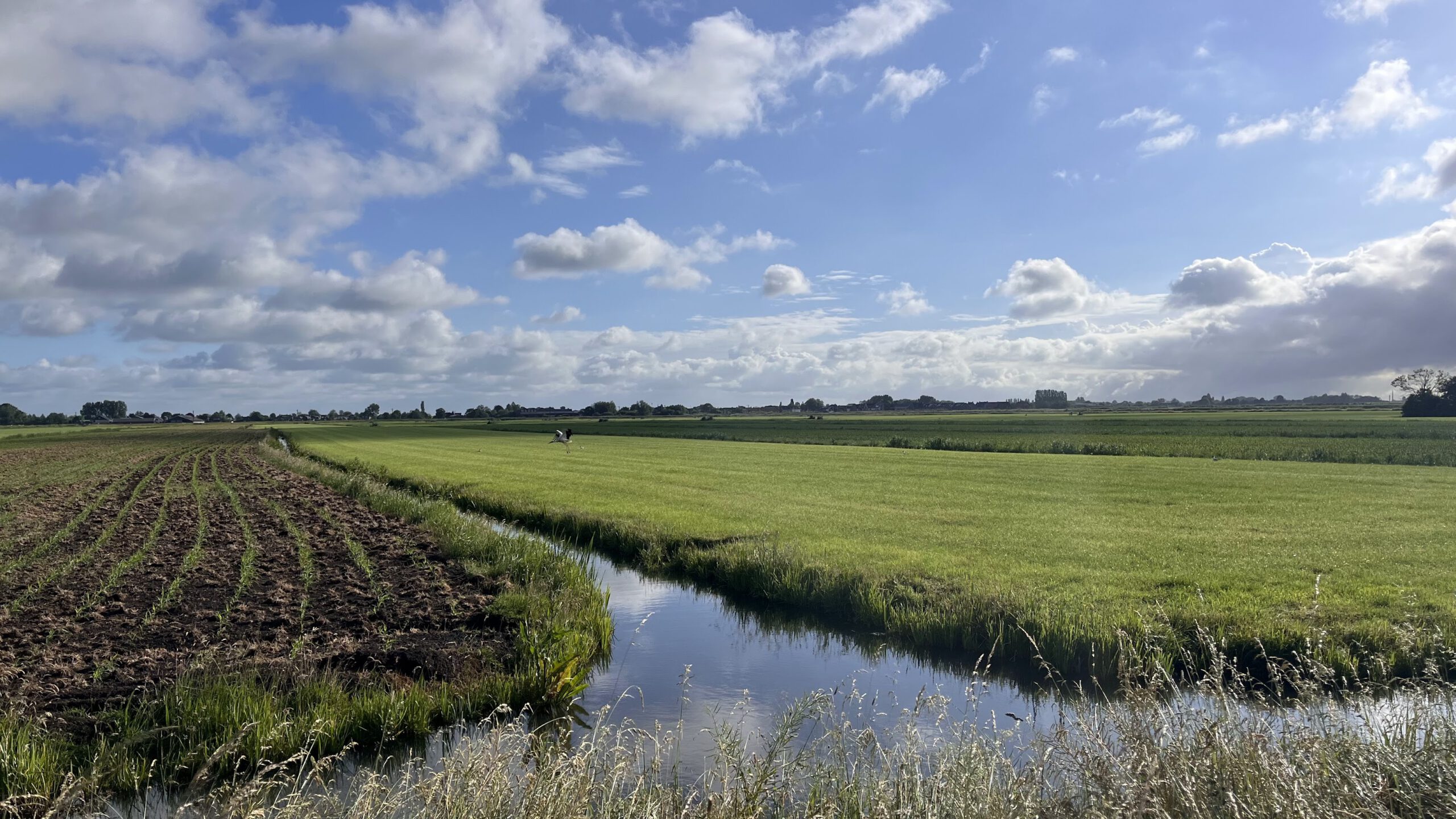Zomerwandeling in Nieuwerbrug met de Parmey
