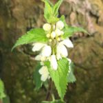 Uurtje wandelen door de stadsnatuur Bomen- en Bloemenbuurt