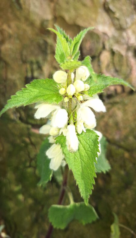 Uurtje wandelen door de stadsnatuur Bomen- en Bloemenbuurt