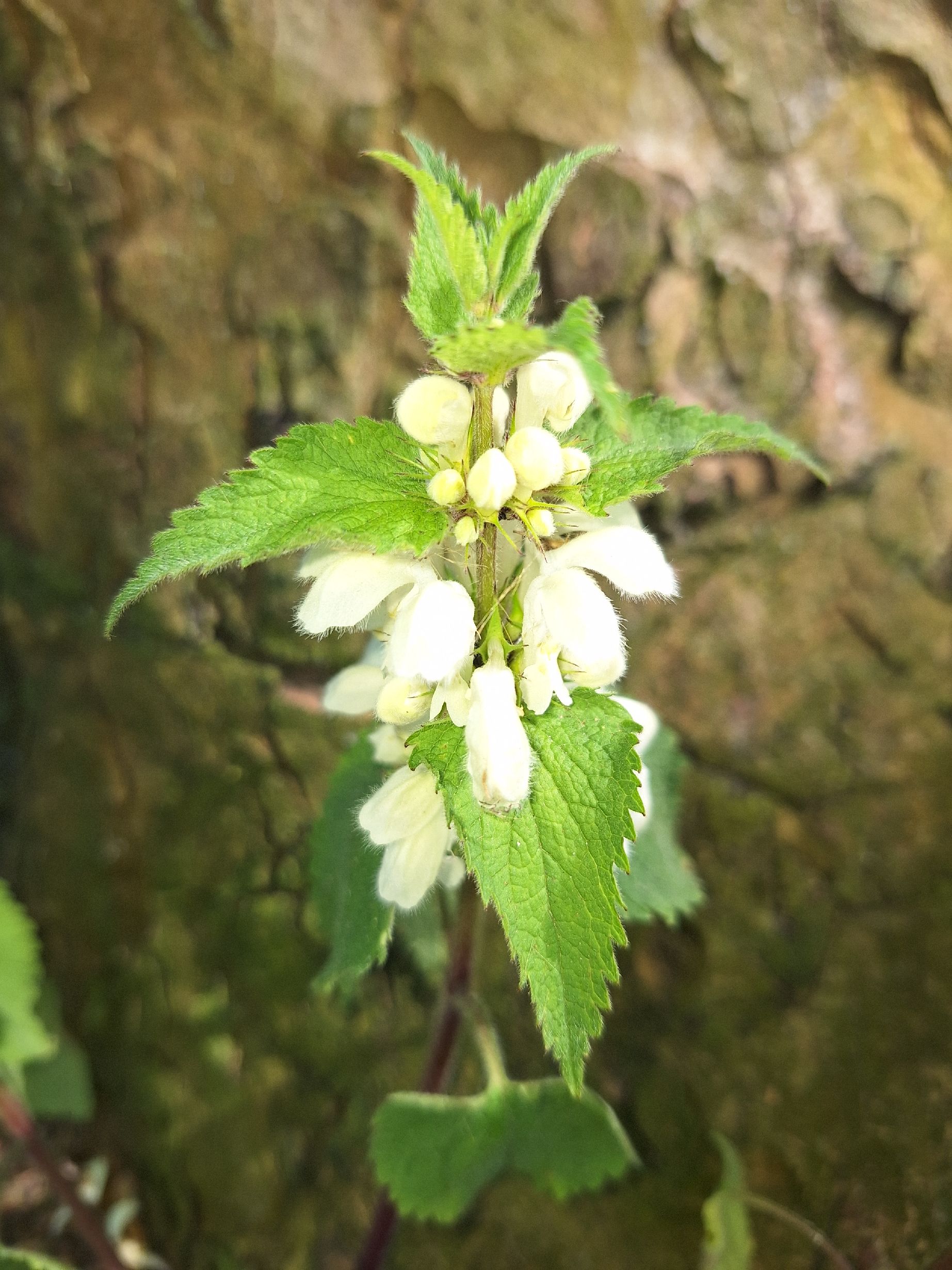 Uurtje wandelen door de stadsnatuur Bomen- en Bloemenbuurt