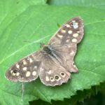 Zomer op het Goudse Heempad