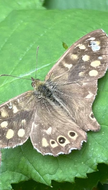 Zomer op het Goudse Heempad