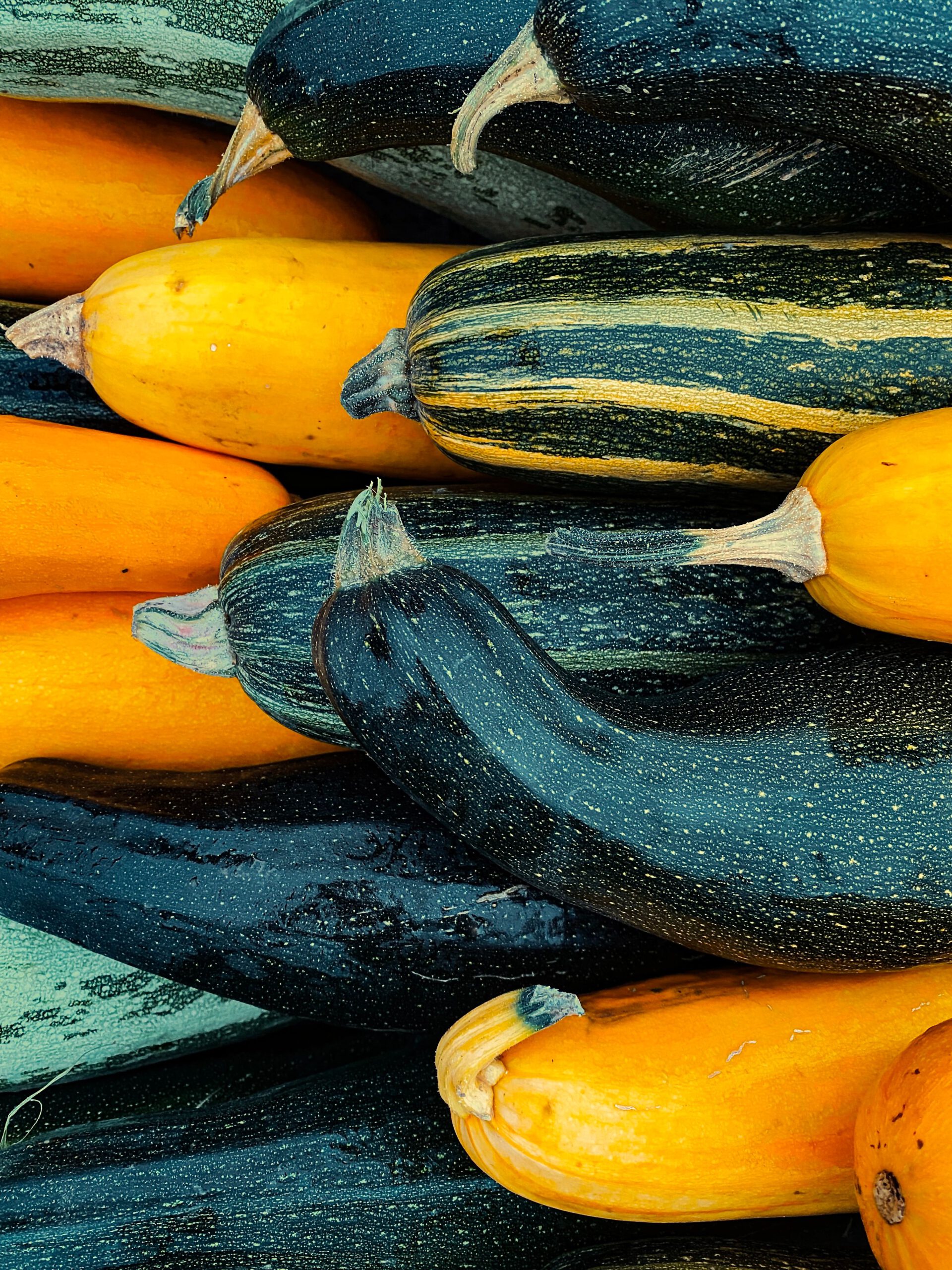 Courgettes in overvloed op de open dag op de Vegaboerderij Groene Hart