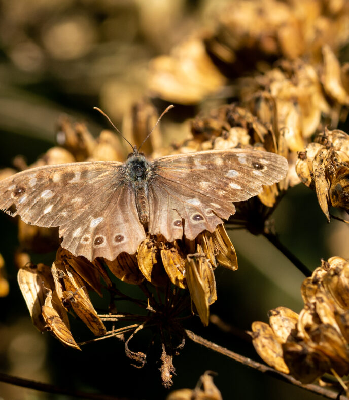 Wandelen tussen zomer en herfst in Alphen aan den Rijn