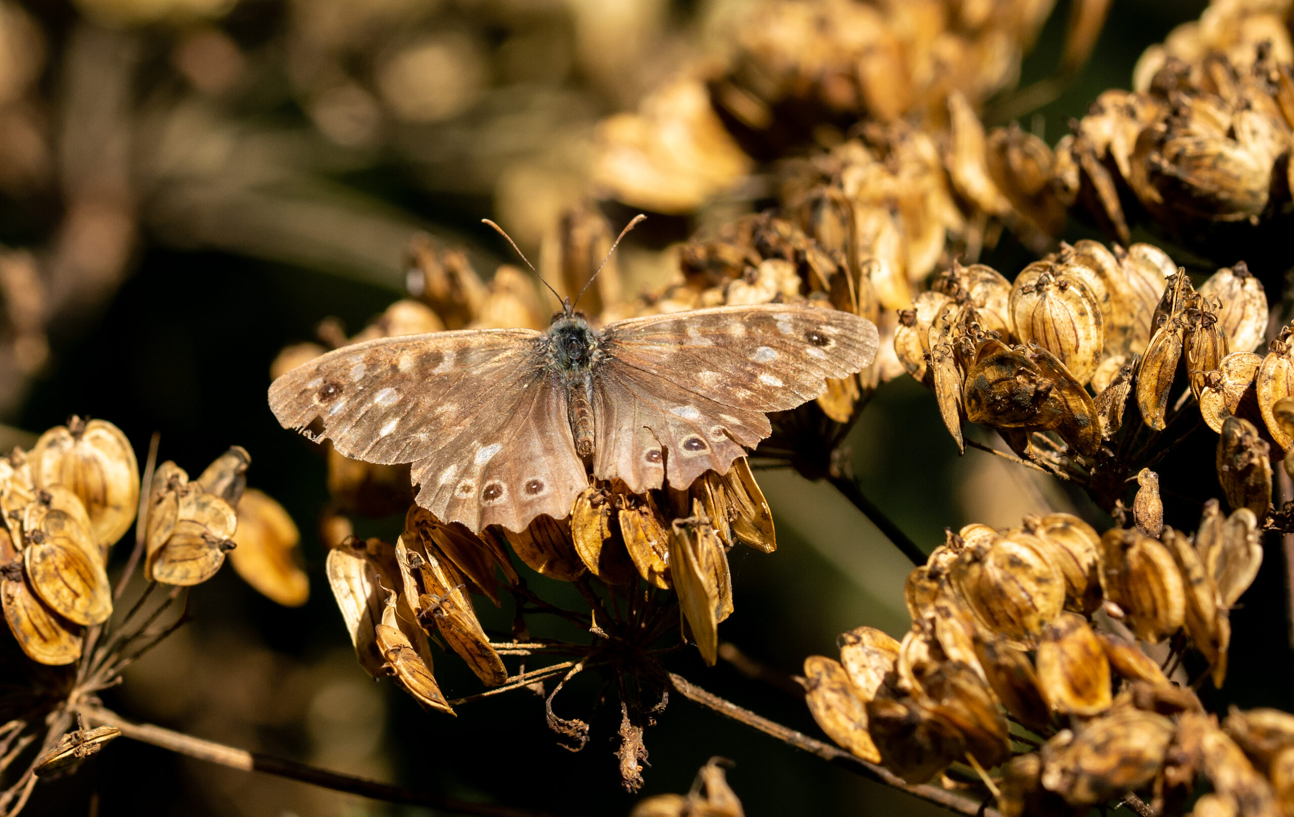 Wandelen tussen zomer en herfst in Alphen aan den Rijn